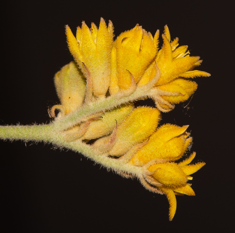 Image of Conostylis candicans specimen.