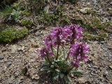 Pedicularis korolkowii
