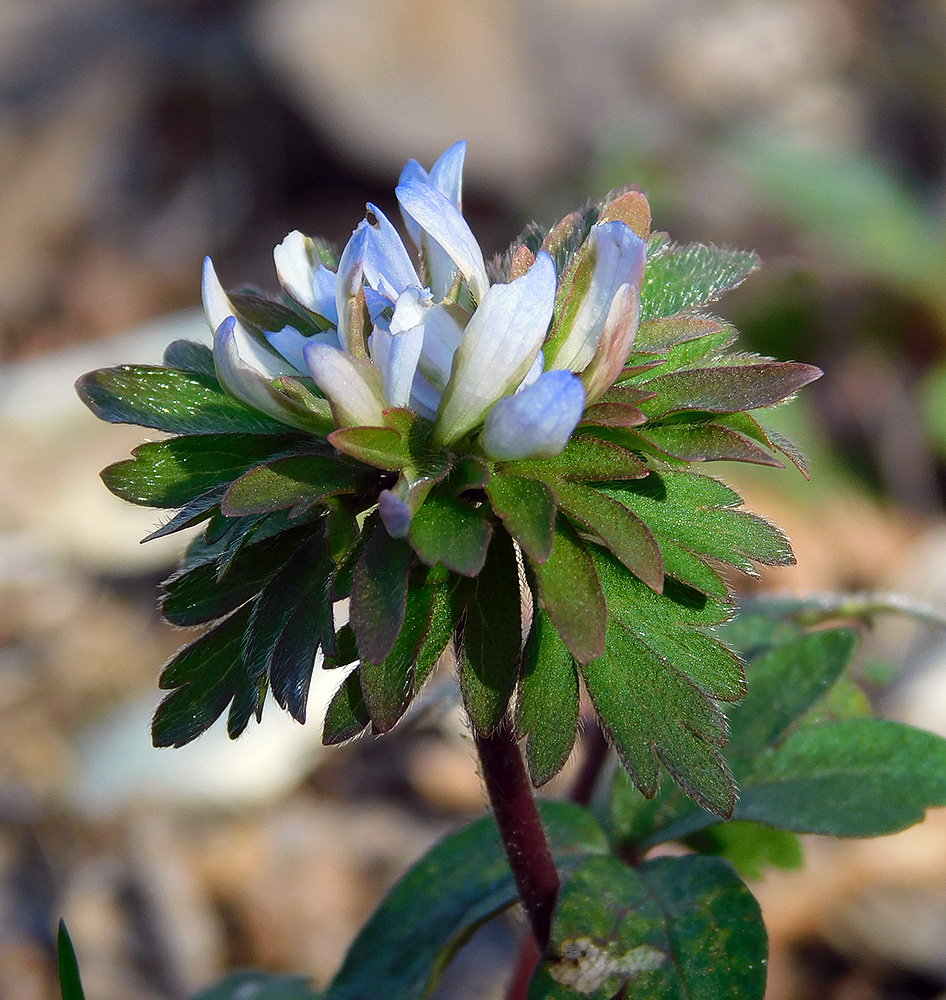 Изображение особи Anemone banketovii.