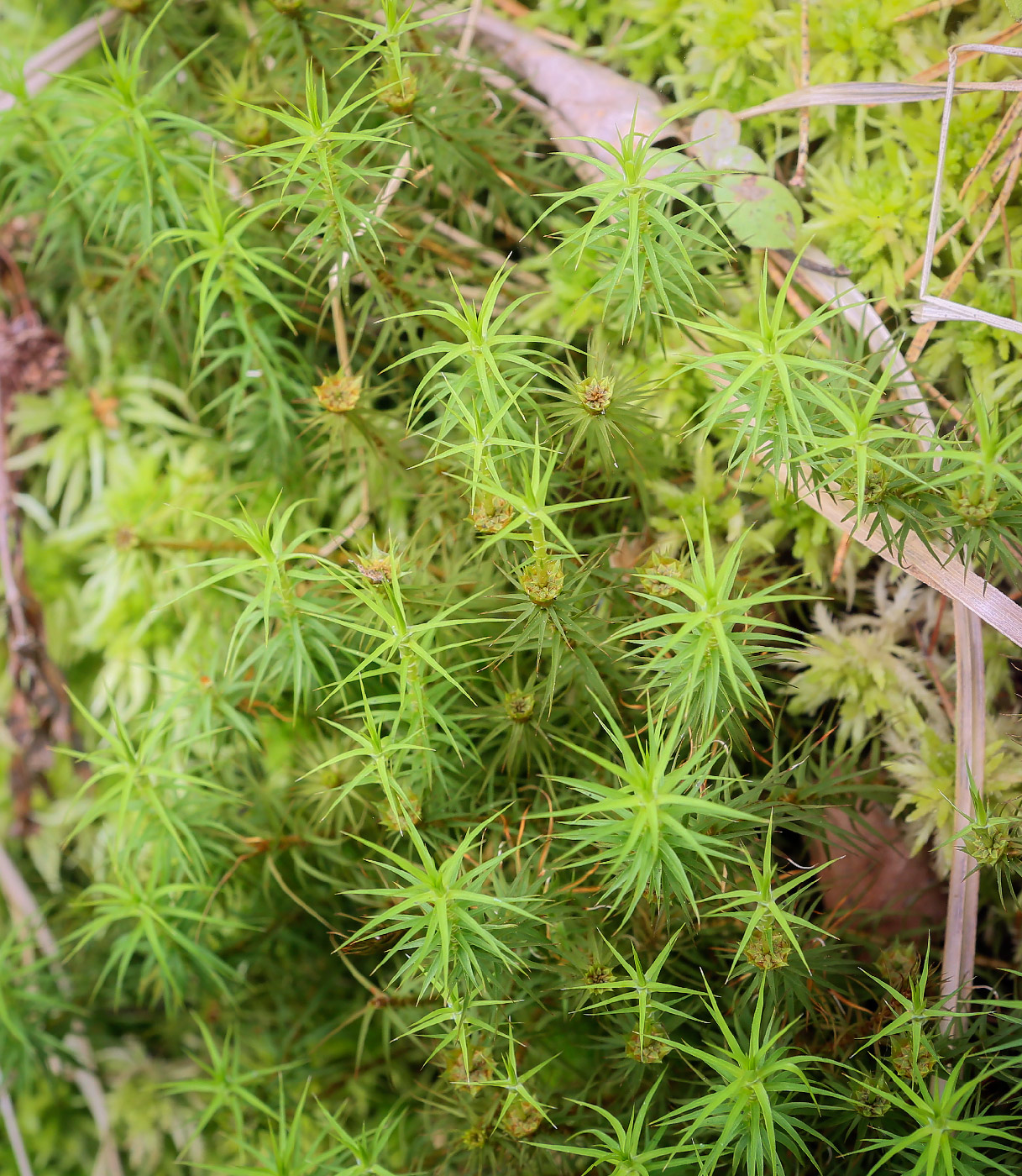 Изображение особи Polytrichum commune.