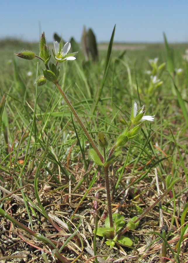 Изображение особи Cerastium syvaschicum.