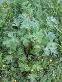 genus Heracleum