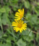 Doronicum orientale. Соцветия. Турция, ил Артвин, окр. храма Отхта, луг. 22.04.2019.