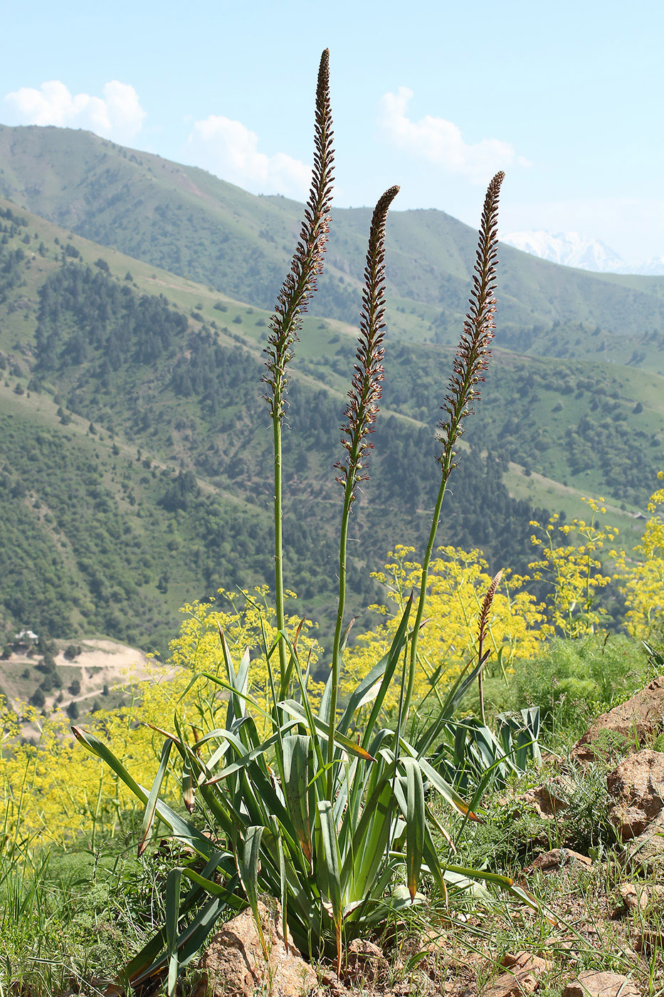 Изображение особи Eremurus regelii.