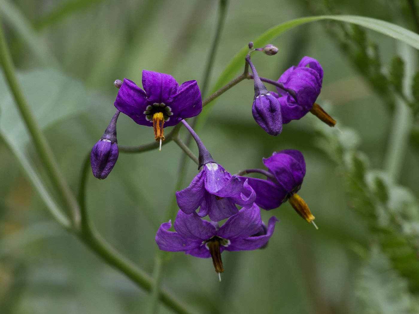 Изображение особи Solanum kitagawae.