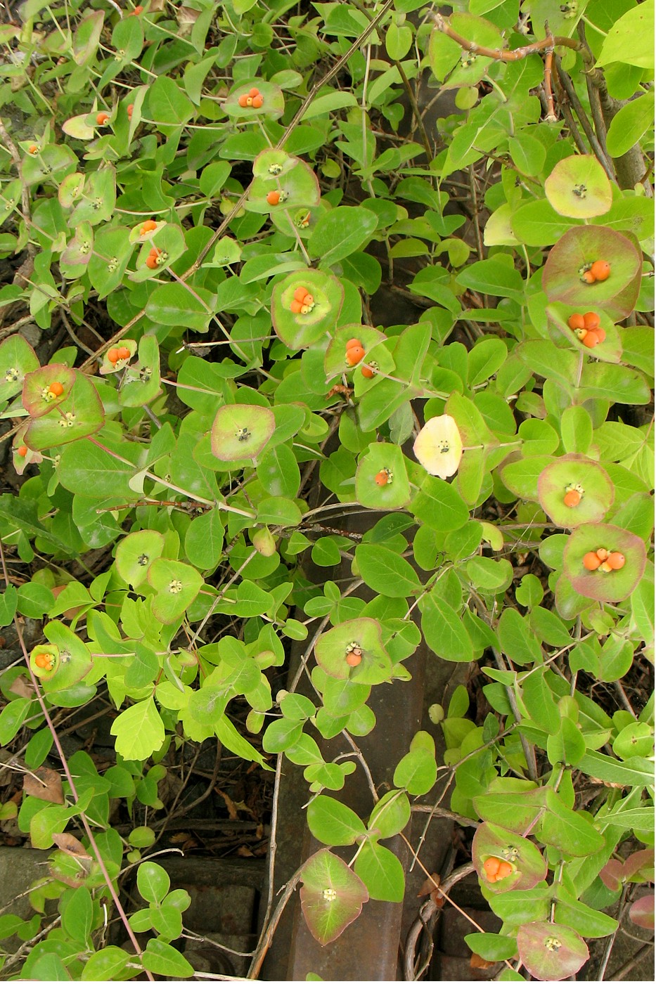 Image of Lonicera caprifolium specimen.