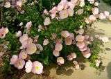 Oenothera speciosa