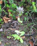 Gentiana glauca. Расцветающее растение на разнотравном лугу в ольховостланиковом лесу в долине ручья. Камчатский край, Елизовский район, природный парк \"Вулканы Камчатки\", подножье Авачинского вулкана, 990 м н.у.м. 17.07.2010.