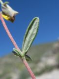 Helianthemum dagestanicum. Часть побега; виден лист снизу. Дагестан, Левашинский р-н, окр. с. Леваши, ок. 1400 м н.у.м., скальный выход. 01.06.2019.