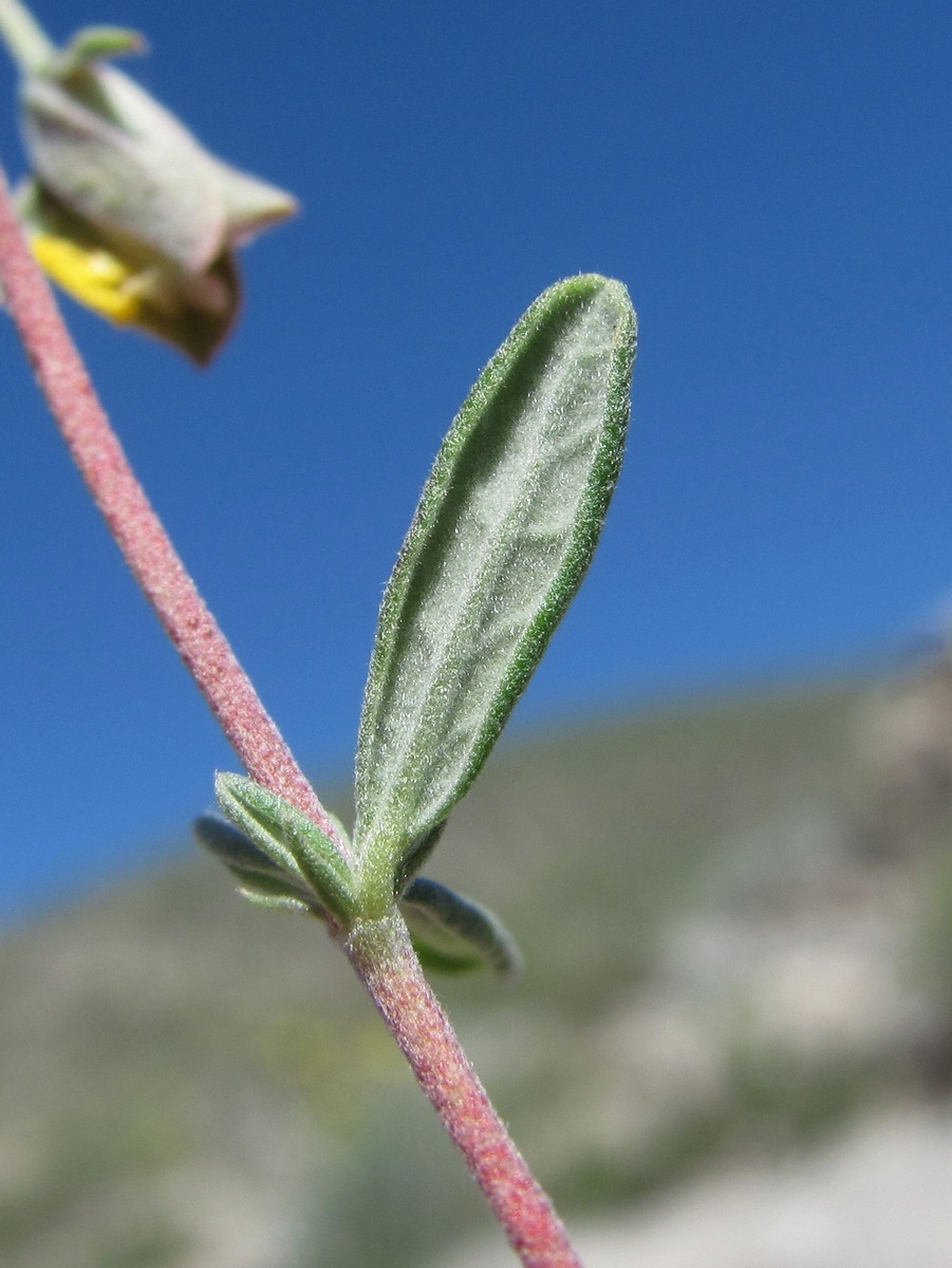 Изображение особи Helianthemum dagestanicum.