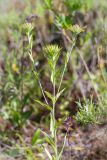 Carlina fennica