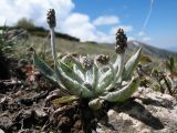 Plantago arachnoidea. Бутонизирующее растение. Южный Казахстан, Таласский Алатау, запов. Аксу-Джабаглы, пер. Улькен-Каинды, ≈ 2750 м н.у.м., склон сев. экспозиции. 12 июня 2019 г.