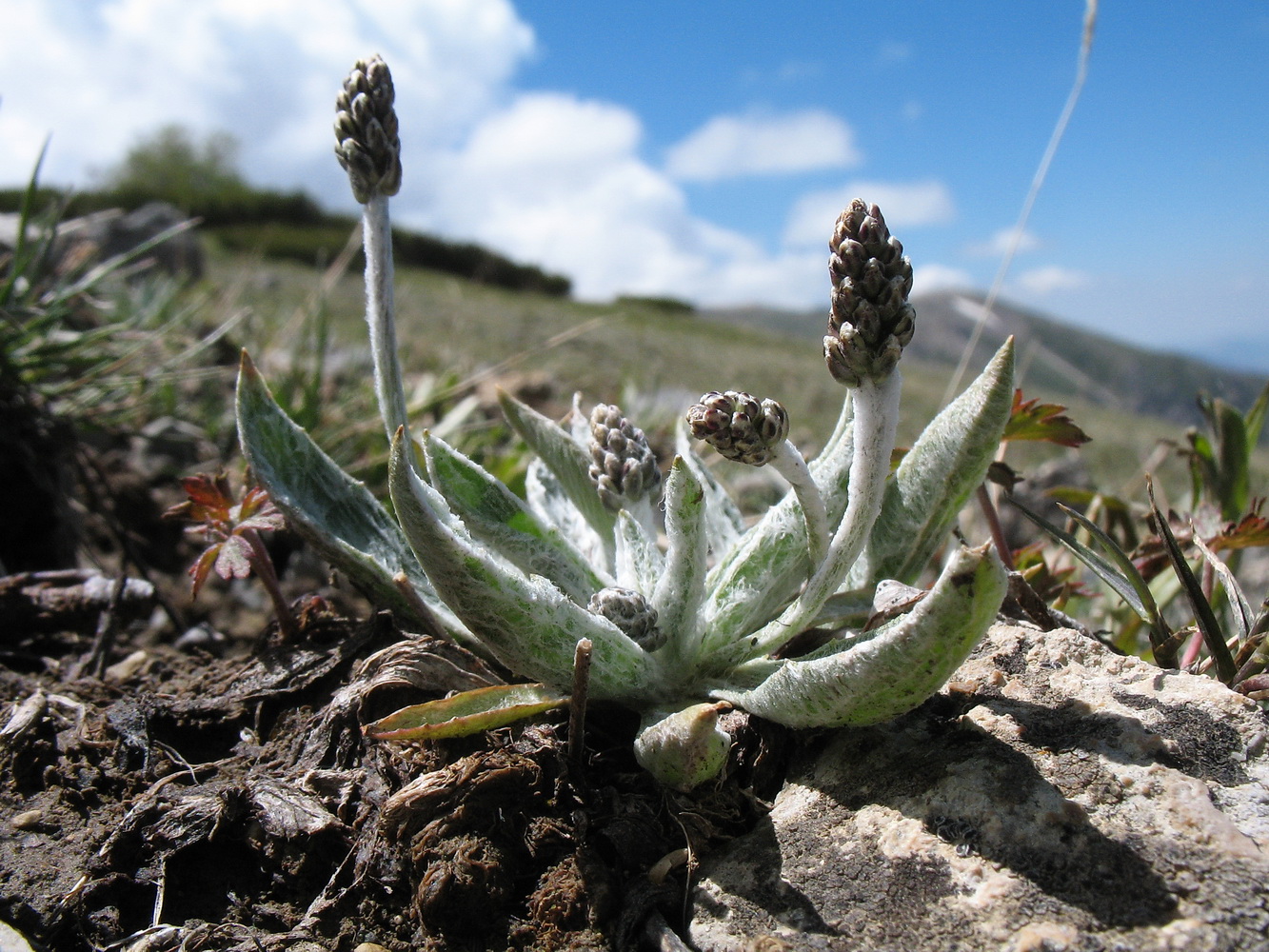 Изображение особи Plantago arachnoidea.