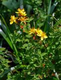 Hypericum maculatum. Верхушка цветущего растения. Челябинская обл., Саткинский р-н, хребет Зюраткуль, ≈ 1000 м н.у.м., луг на опушке смешанного леса. 31.07.2019.