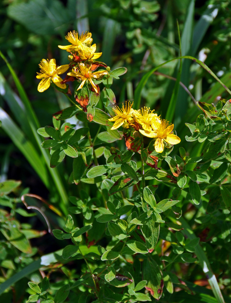 Image of Hypericum maculatum specimen.