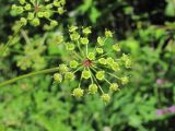 Eleutherospermum cicutarium