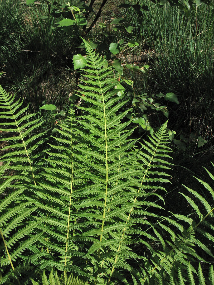 Image of Oreopteris limbosperma specimen.