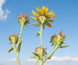 Inula caspica. Верхушка цветущего растения. Краснодарский край, м/о город-курорт Анапа, окр. с. Витязево, Витязевская коса, закреплённые пески. 12.10.2019.