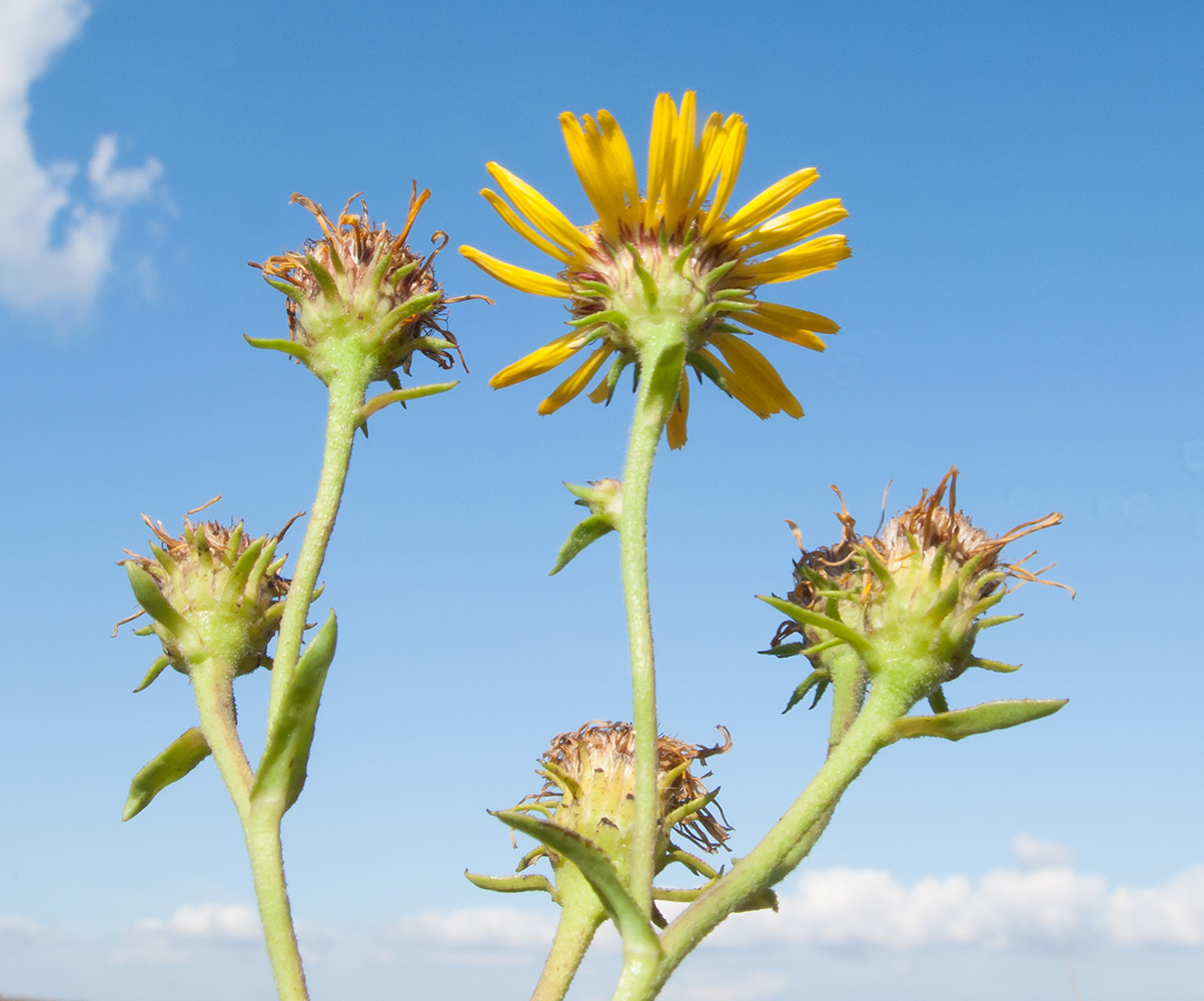 Image of Inula caspica specimen.