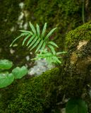 Polypodium cambricum. Растение на замшелом пне. Краснодарский край, МО город-курорт Сочи, Хостинский р-н, долина р. Агура, ООПТ Агурские водопады, лес. 8 октября 2019 г.