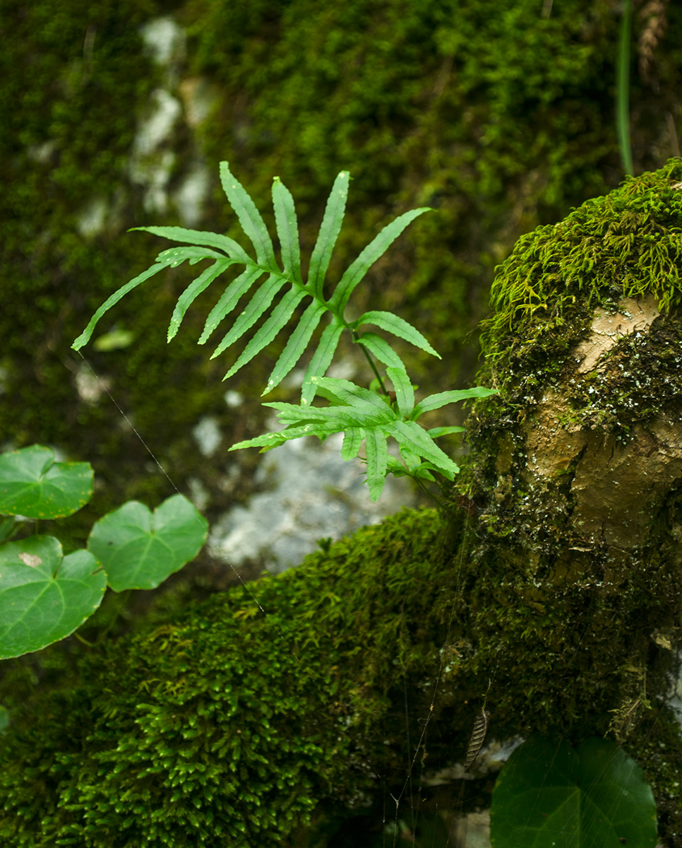 Изображение особи Polypodium cambricum.