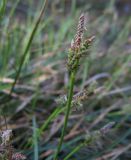 Carex ericetorum