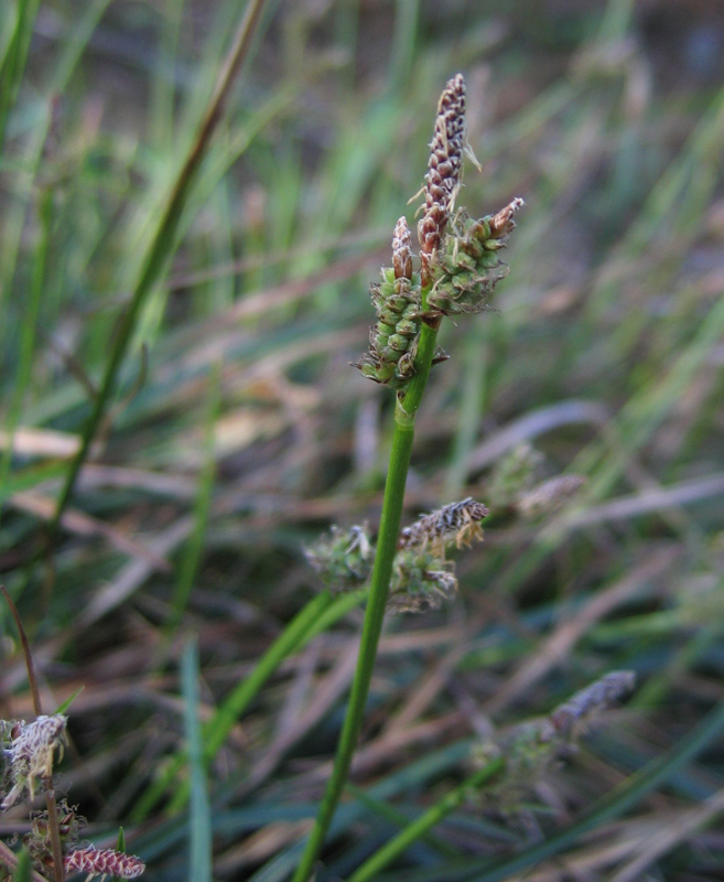 Изображение особи Carex ericetorum.