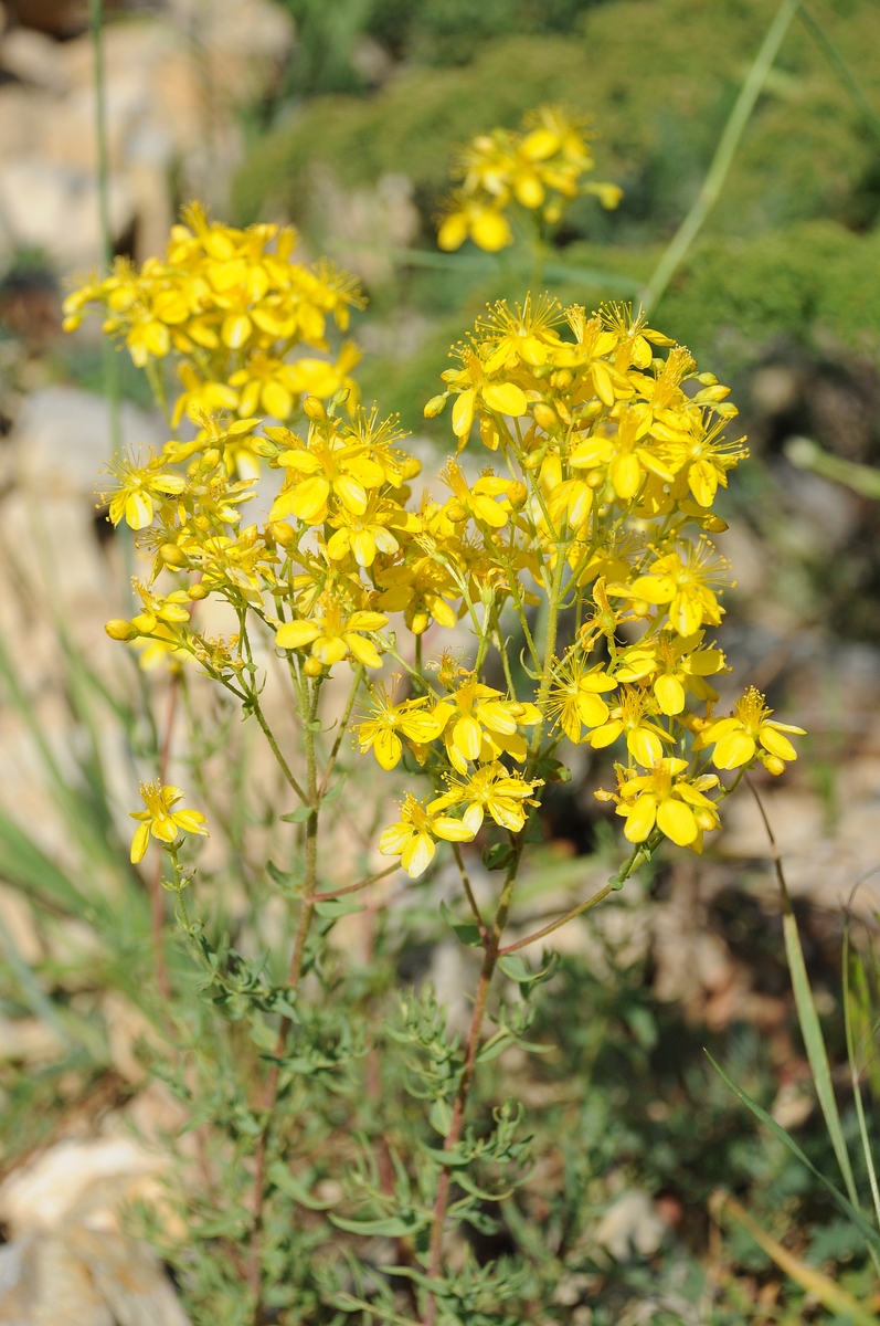 Image of genus Hypericum specimen.