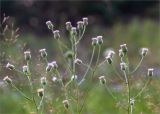 Erigeron acris. Верхушка цветущего растения. Псковская обл., Себежский р-н, окр. пос. Идрица, разнотравно-злаковый луг вблизи соснового леса. 02.08.2019.