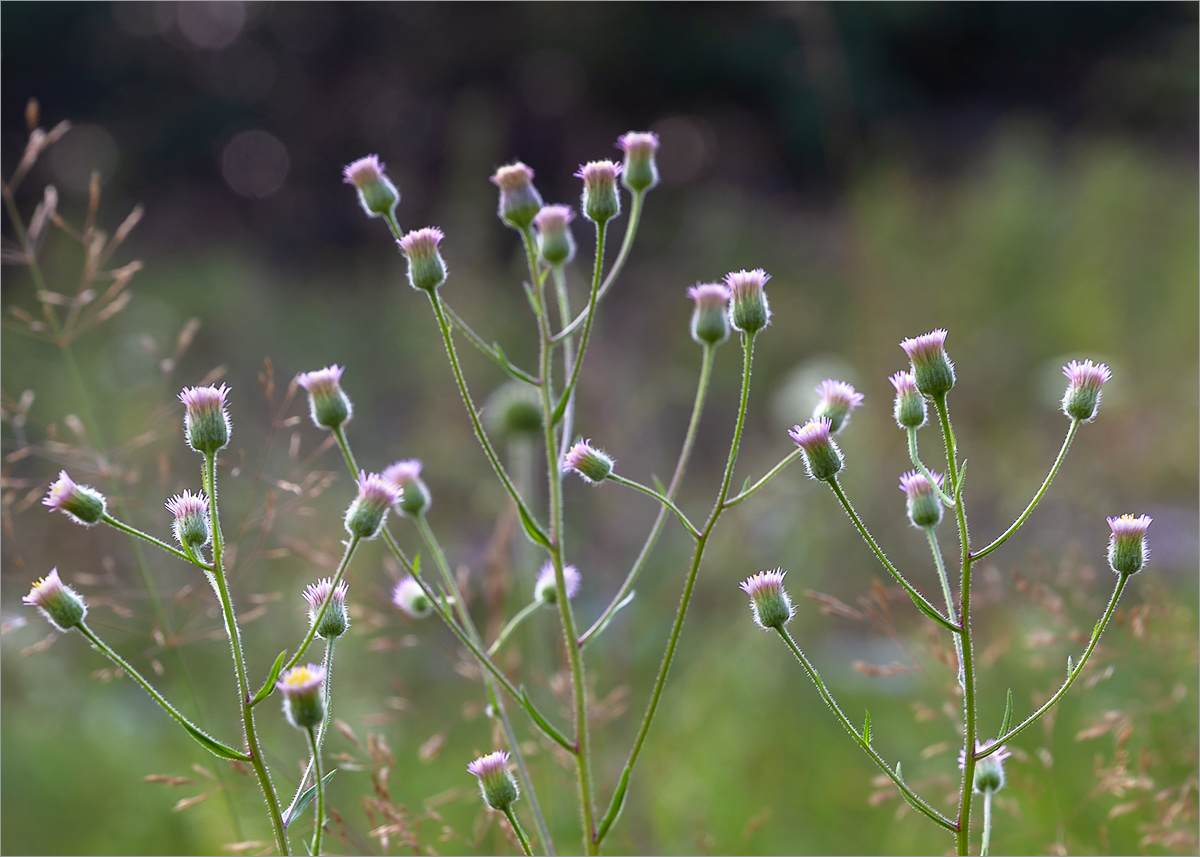 Image of Erigeron acris specimen.