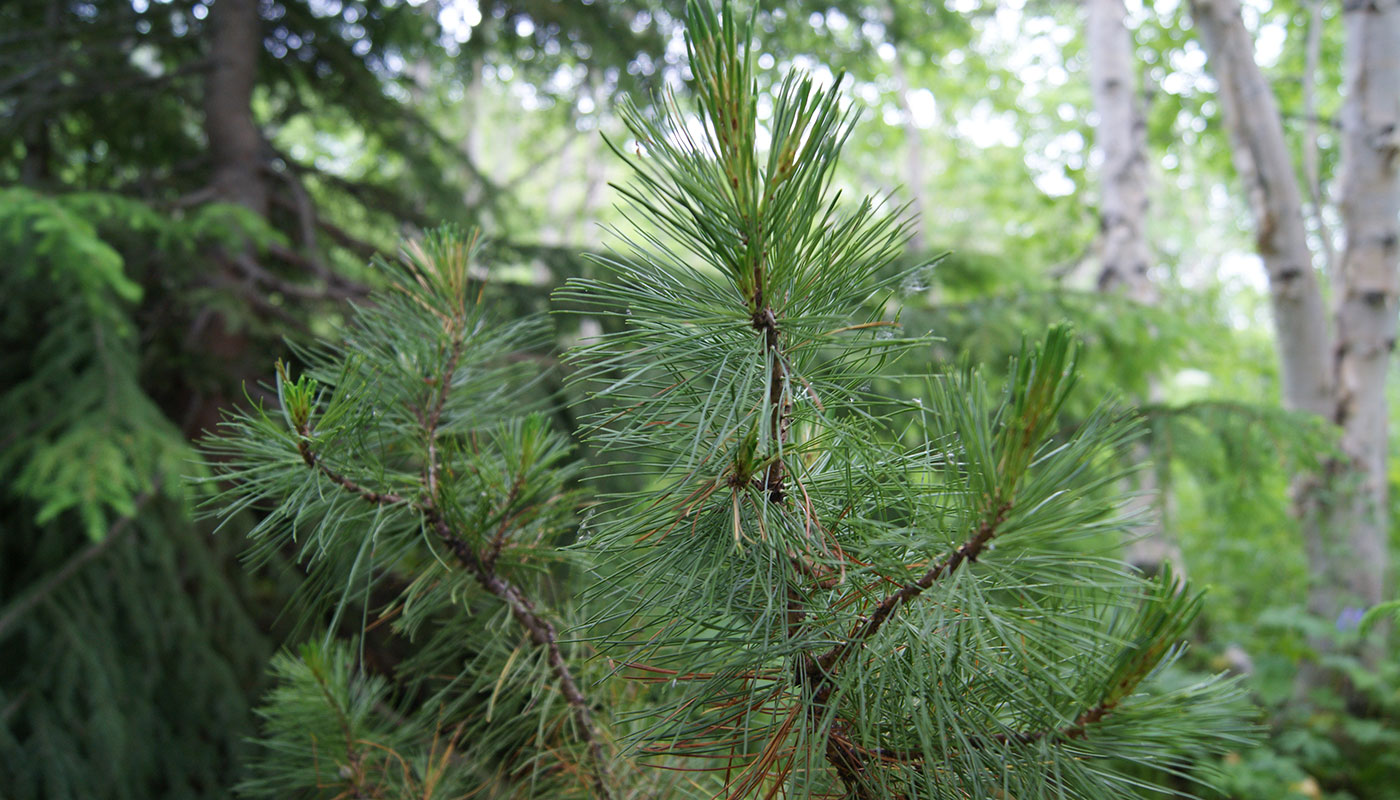 Изображение особи Pinus pumila.