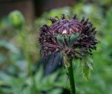 Papaver setiferum