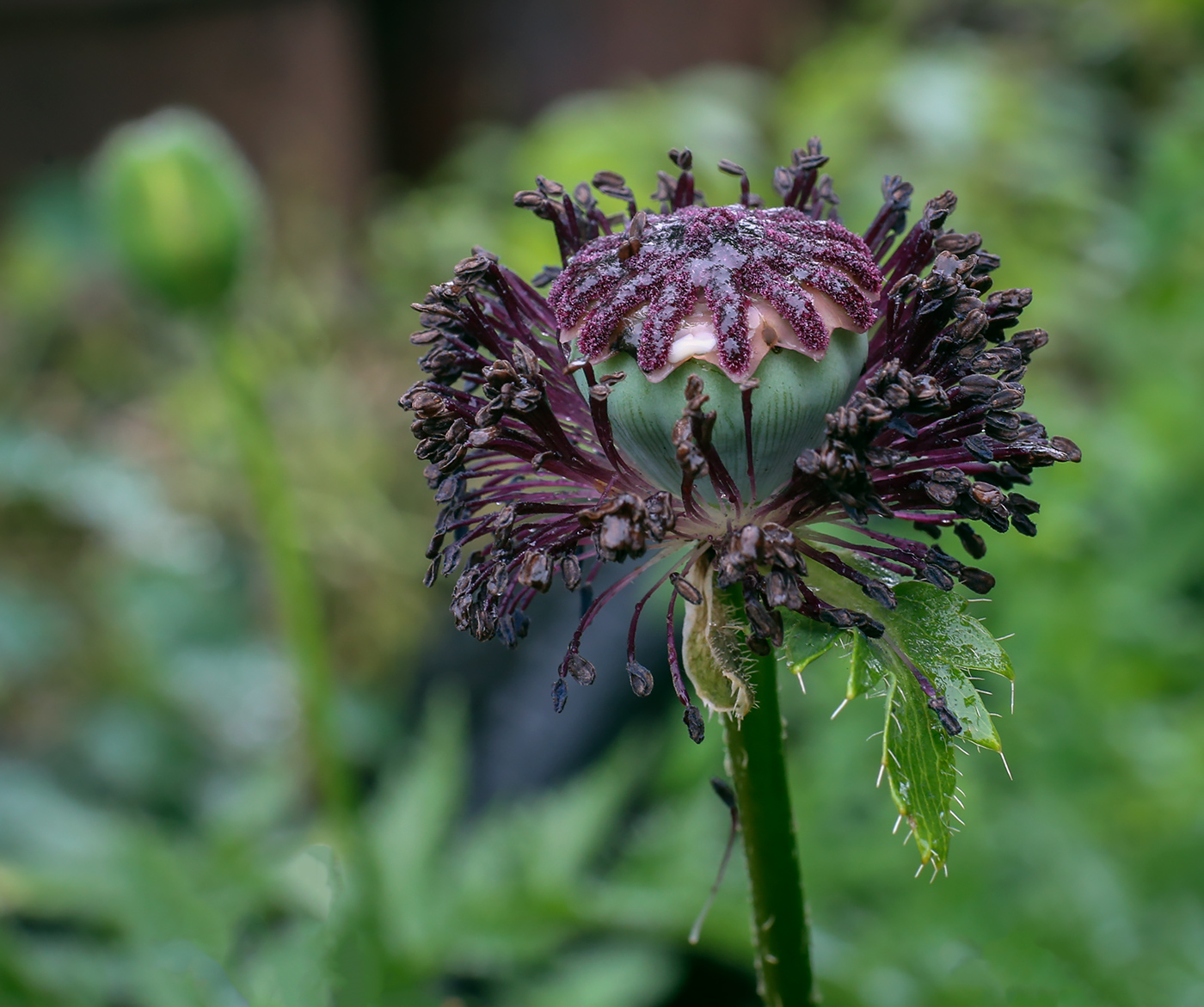 Image of Papaver setiferum specimen.