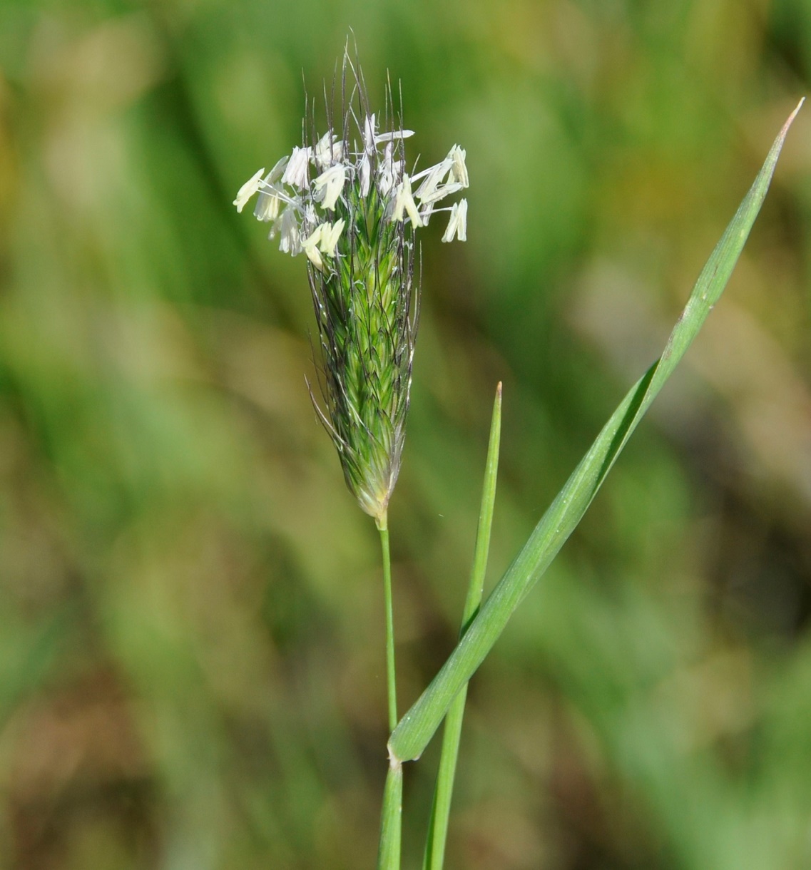 Изображение особи Alopecurus utriculatus.