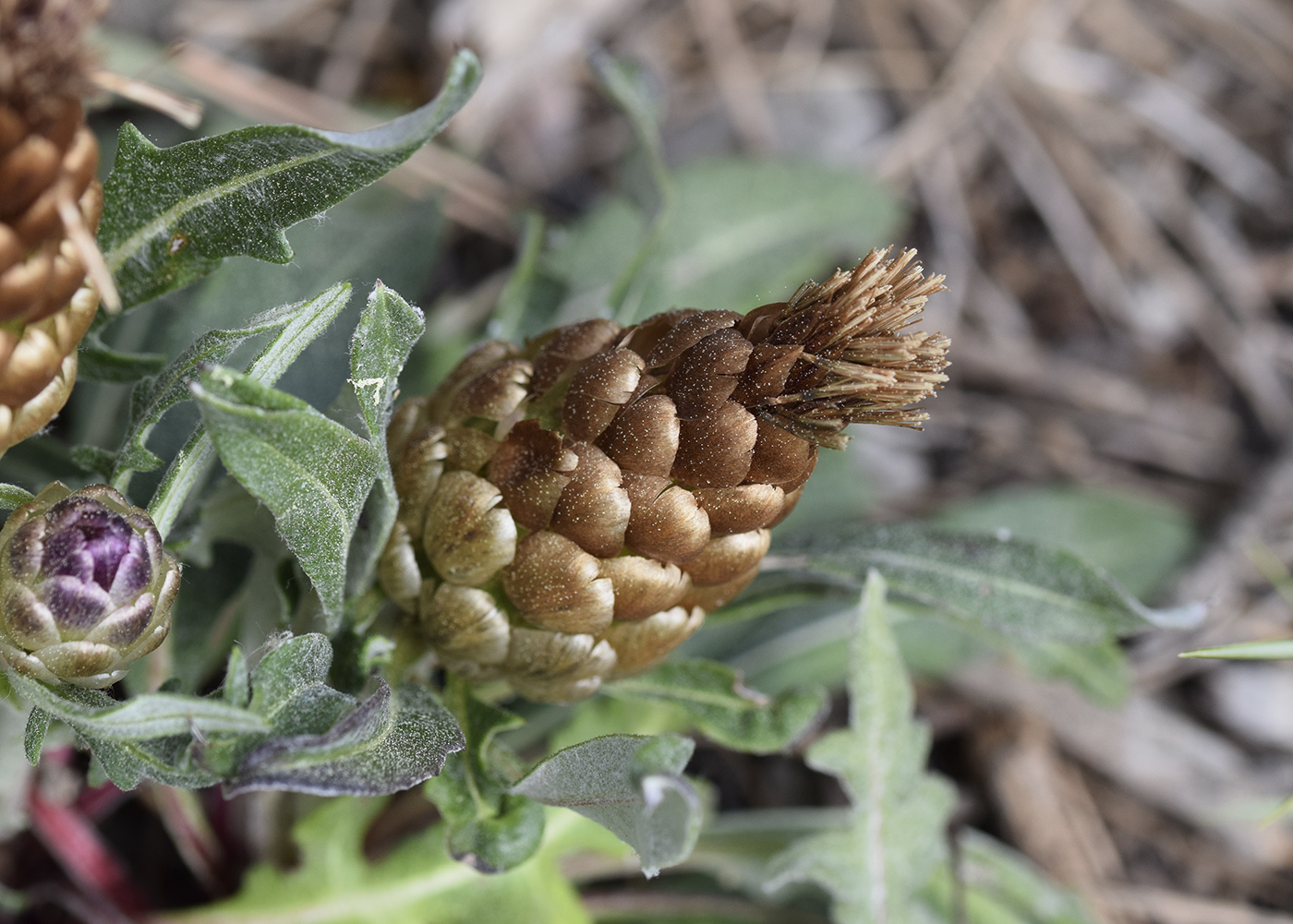 Изображение особи Rhaponticum coniferum.