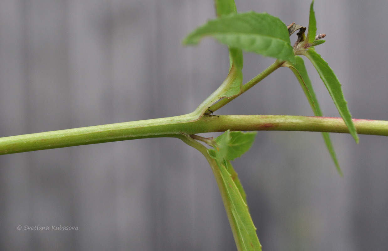 Изображение особи Epilobium pseudorubescens.