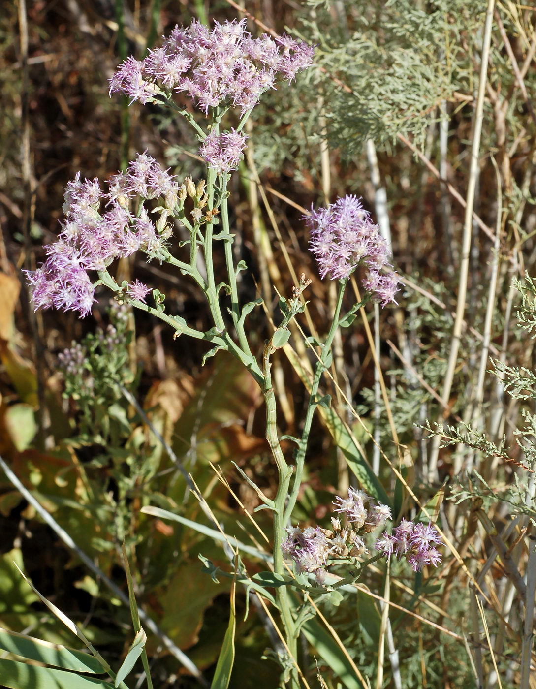 Image of Saussurea salsa specimen.