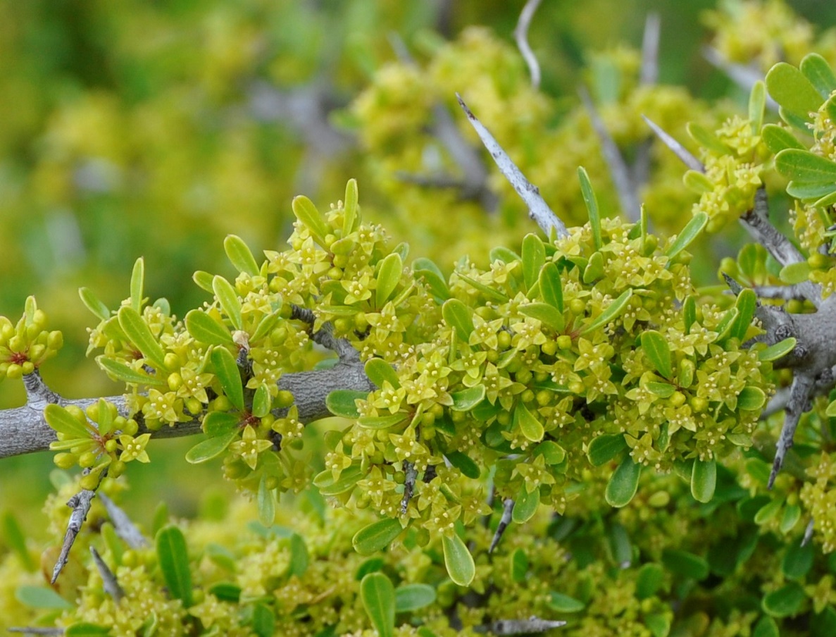 Изображение особи Rhamnus lycioides ssp. graeca.