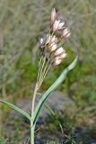 Tulipa bifloriformis