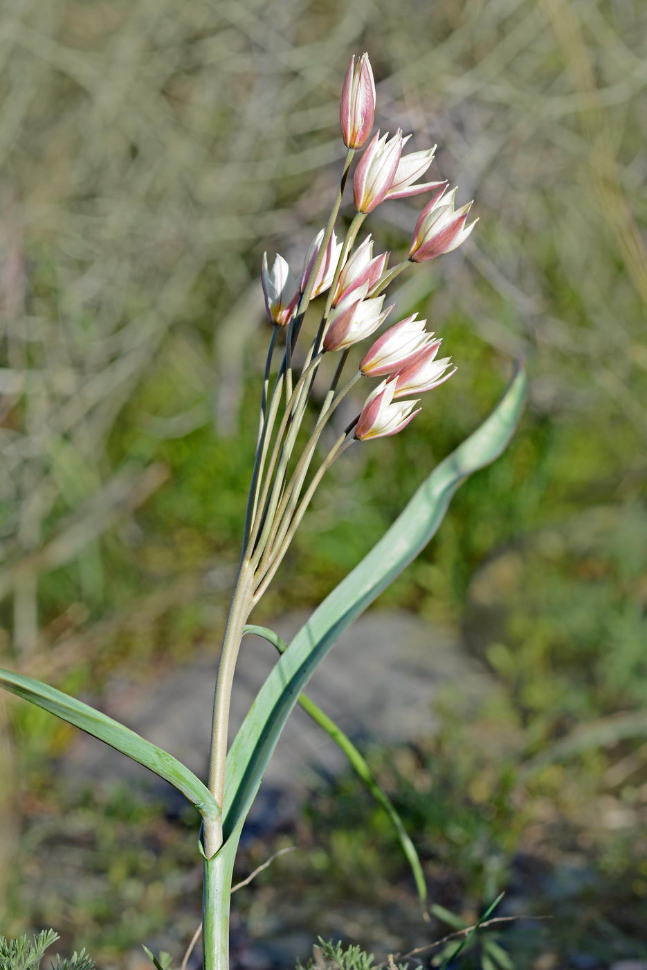 Image of Tulipa bifloriformis specimen.