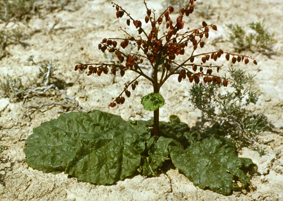 Изображение особи Rheum tataricum.