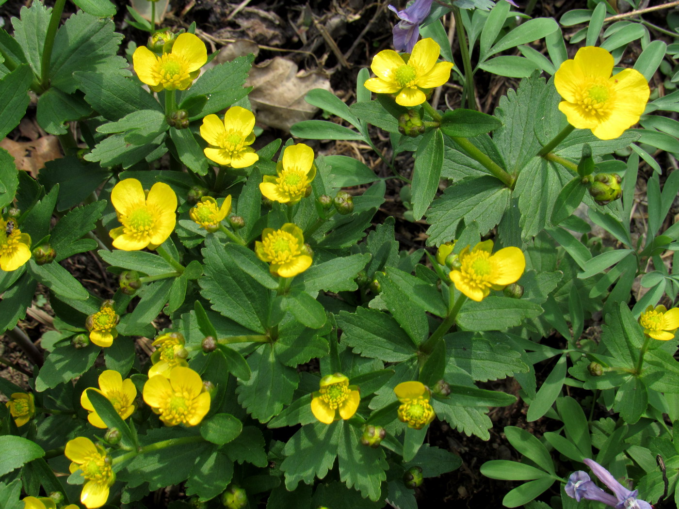 Изображение особи Ranunculus sobakus.