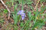 Iris kemaonensis
