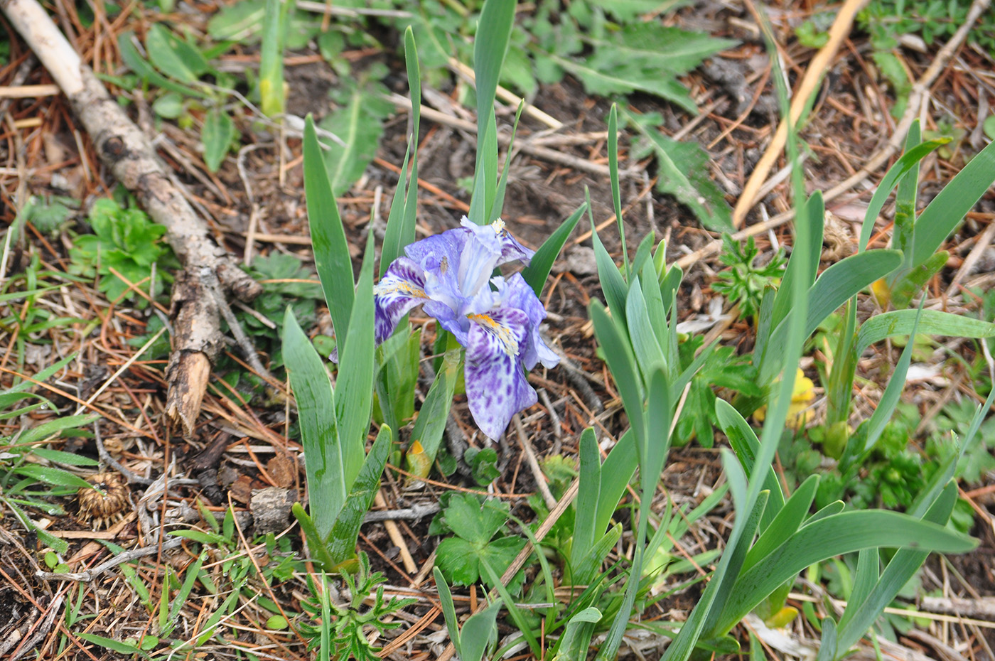 Изображение особи Iris kemaonensis.