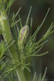 Delphinium hispanicum