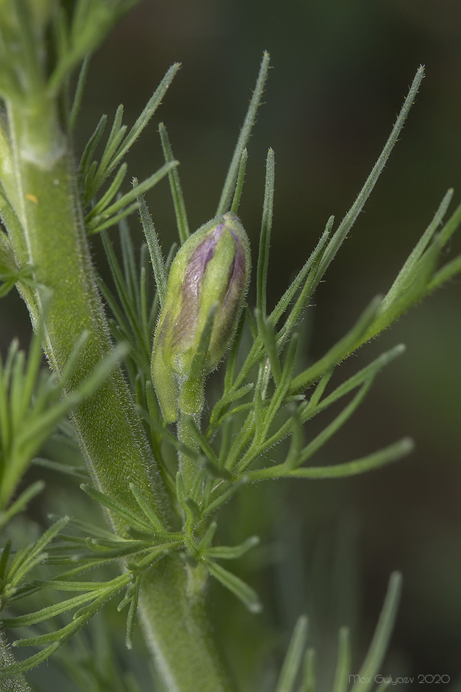 Изображение особи Delphinium hispanicum.