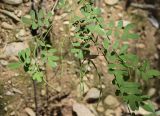 Hippocrepis emerus. Веточки с плодами. Испания, автономное сообщество Каталония, провинция Жирона, комарка Ла-Гарроча, муниципалитет Тортелья, окр. истор. памятника «Pont de Llierca», кустарниковое сообщество на обрывистом склоне. 21.05.2020.