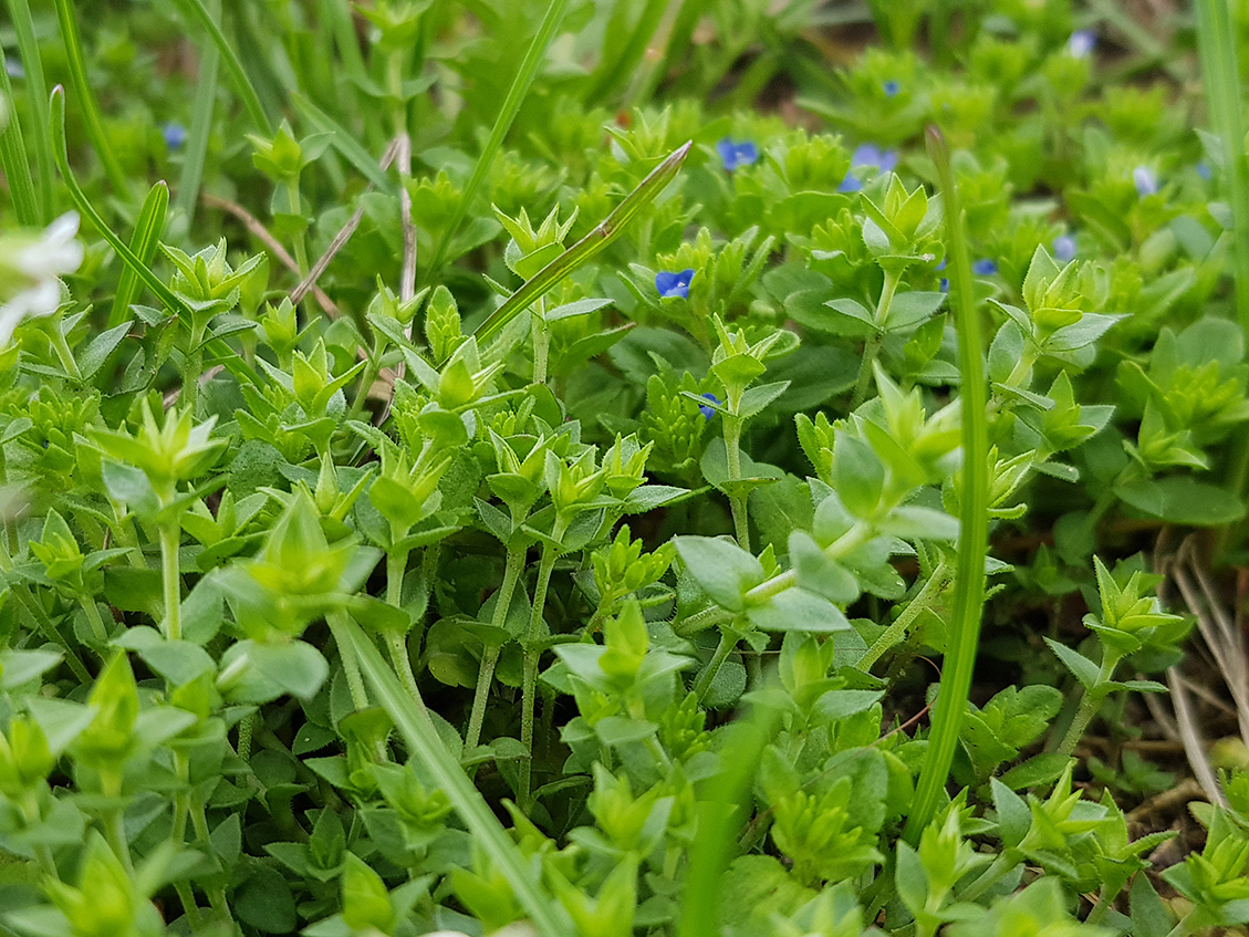 Image of Veronica arvensis specimen.