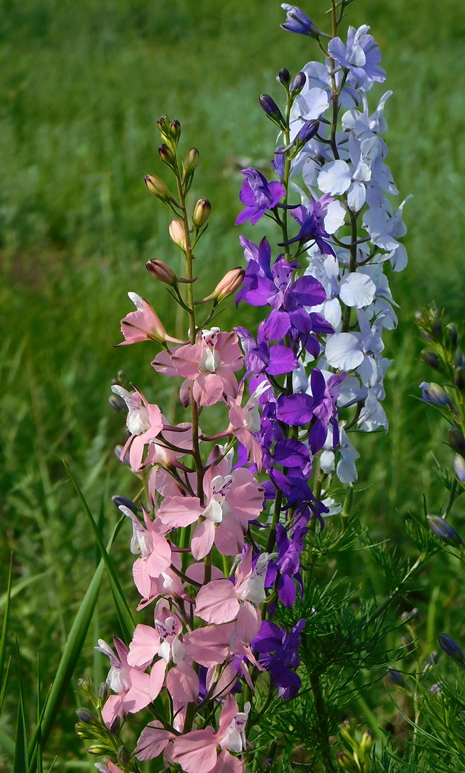 Image of Delphinium ajacis specimen.