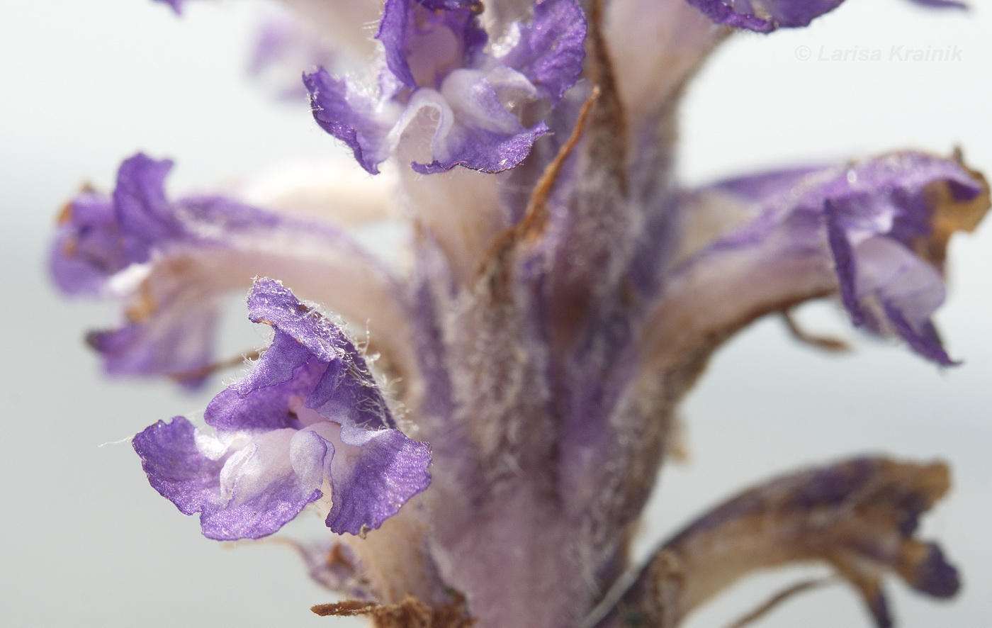 Image of Orobanche coerulescens specimen.